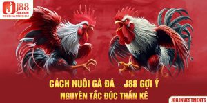 Cách Nuôi Gà Đá - J88 Gợi Ý Nguyên Tắc Đúc Thần Kê
