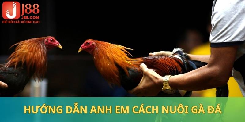 Cách nuôi gà đá trong chế độ dinh dưỡng mỗi ngày