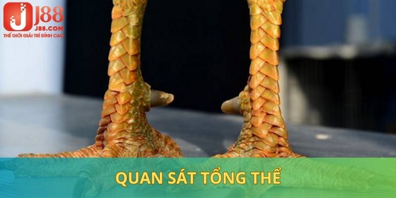 Quan sát tổng thể để có cái nhìn khách quan về chiến binh tham gia