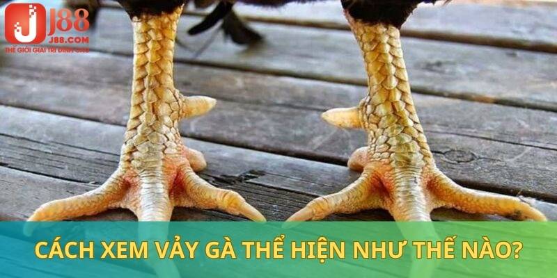 Cách xem vảy gà tạo lợi thế trong quá trình lựa chọn thần kê