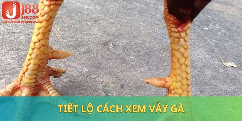 Vảy Tam Tài thể hiện chiến kê cừ khôi, chất lượng 