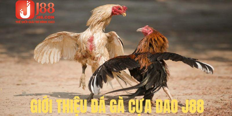 Đá gà cựa dao là sản phẩm cược chất lượng