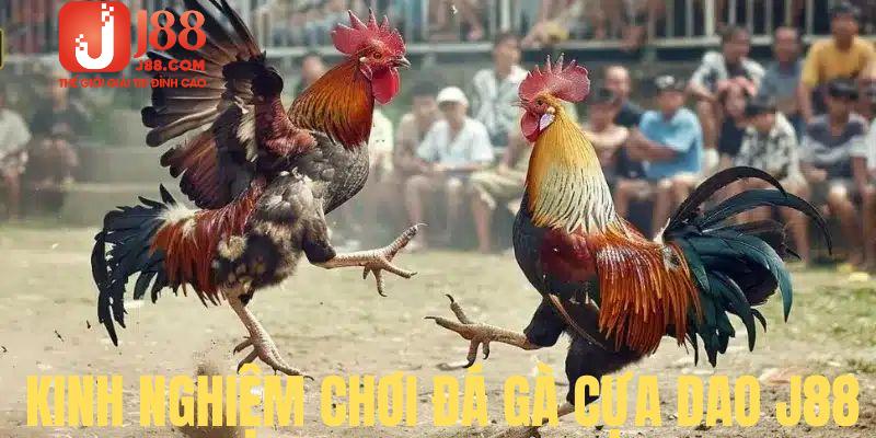 Thành viên cần áp dụng bí quyết khi cá cược Đá gà cựa dao