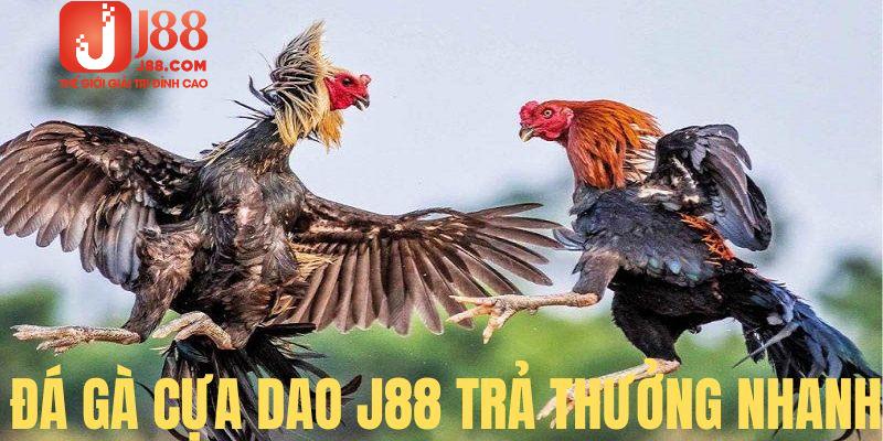 Đá gà cựa dao thanh toán ngay khi trận đấu có kết quả